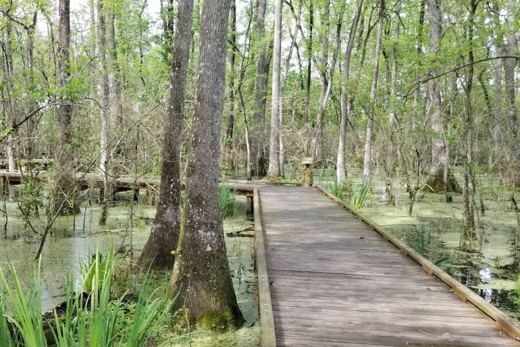 Things To Do Panama City Beach Conservation Park